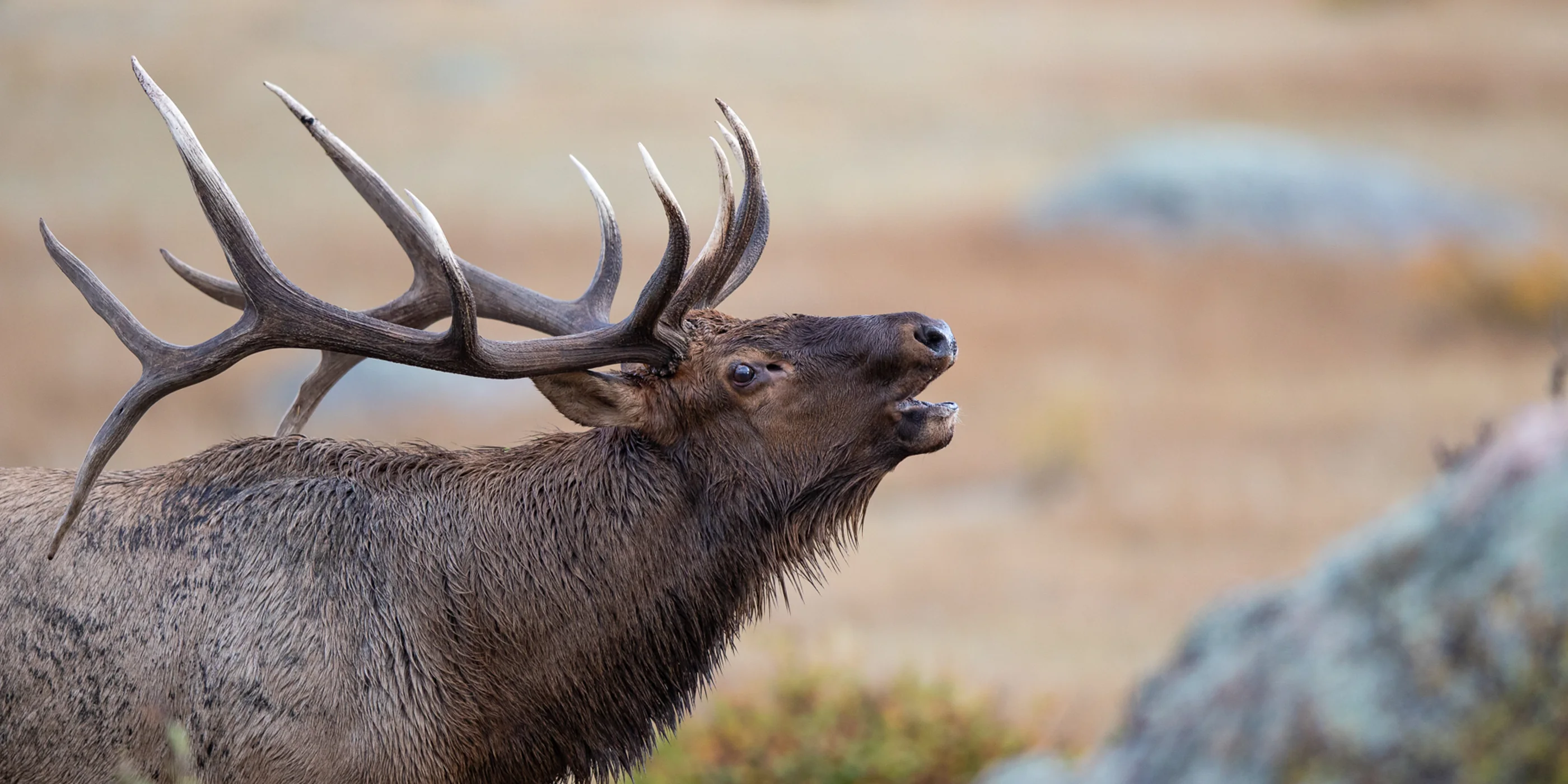 Bull elk in a mountain meadow